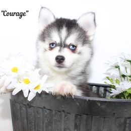 Courage - Gray and white female Pomsky puppy in Murfreesboro, Tennessee from Middle Tennessee Pomskies