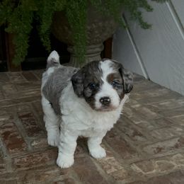 Bear - Bernedoodle puppy from Banner Bernedoodles
