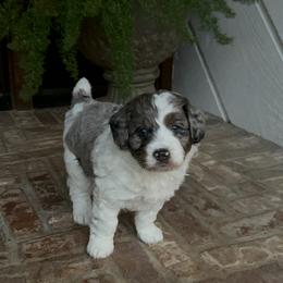 Bear - Bernedoodle puppy from Banner Bernedoodles