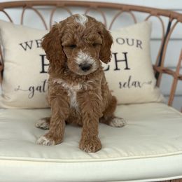 Cooper - Apricot male Poodle puppy in Strasburg, Virginia from Darling Doodles Of Shenandoah Valley