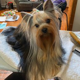 "Mr. Boo" Yorkshire Terrier All Grown Up from J. Fortin Yorkies