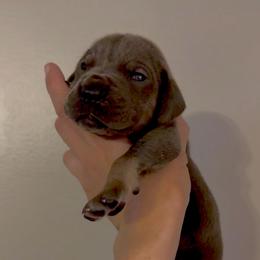 Blue Tan Point (2) - Blue male Great Dane puppy in Kimball, Michigan from Starlight Danes