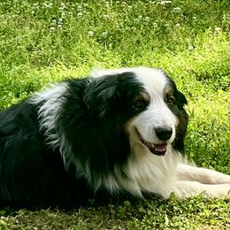 Australian Shepherd puppies from Royal Biewer and Royal Aussies