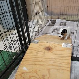 Jack Russell Terrier Puppies from Shepherd Park Kennels
