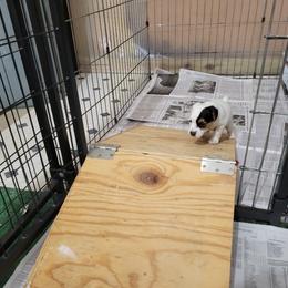 Jack Russell Terrier Puppies from Shepherd Park Kennels
