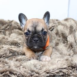 Willow - Black and tan female French Bulldog puppy in Saucier, Mississippi from Mississippi Sound Frenchies
