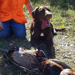 Benelli - Labrador Retriever