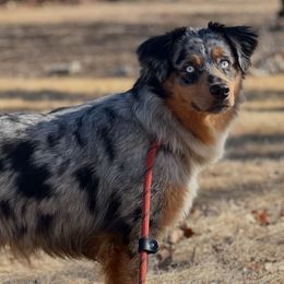 Indy - Miniature Australian Shepherd