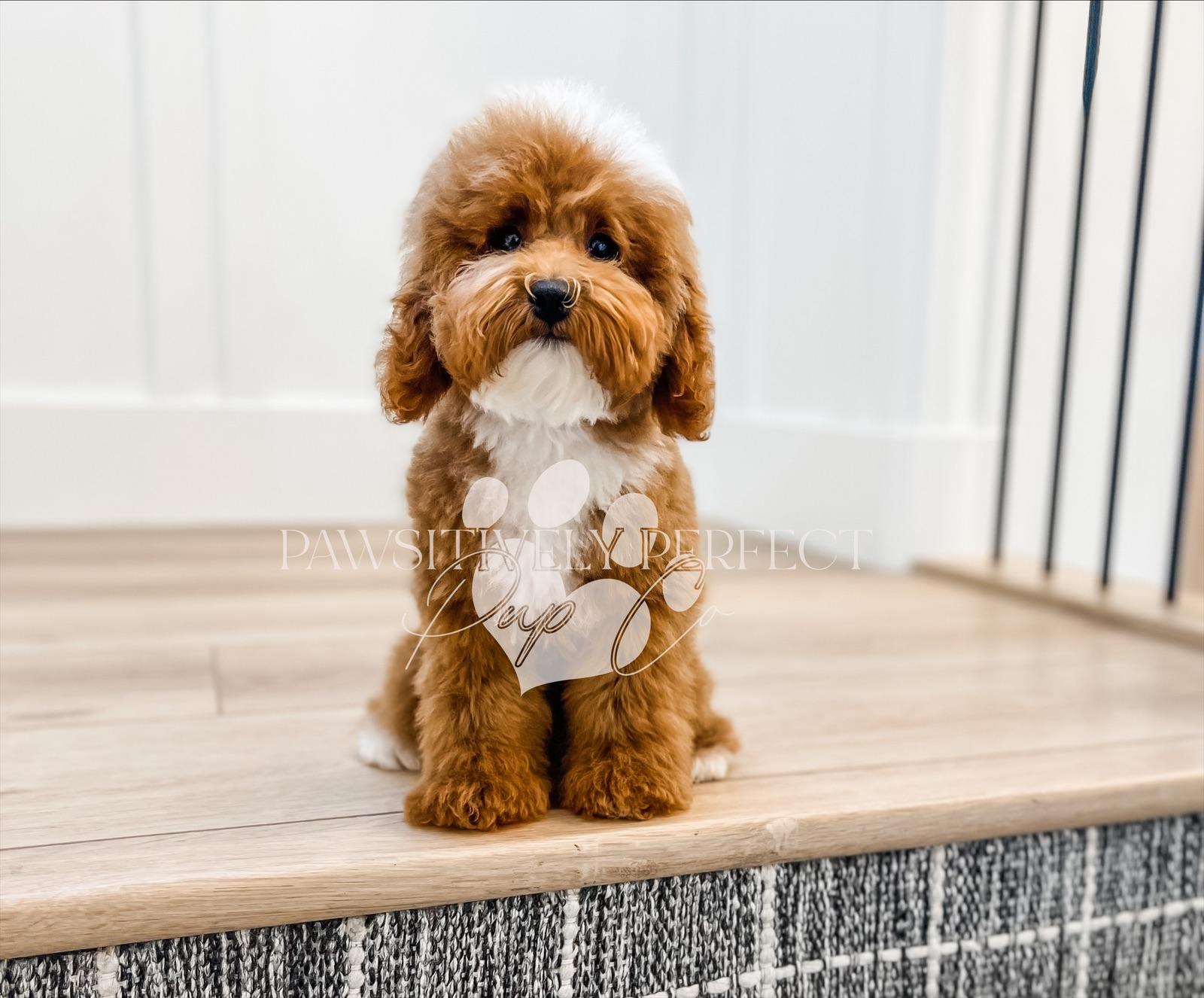 Roscoe