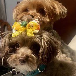 Honey Bun - Yorkshire Terrier