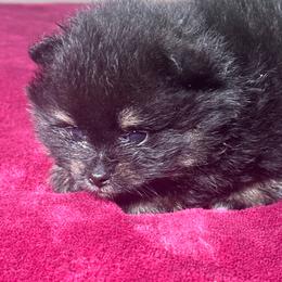 Shaq - Black and tan male Pomeranian puppy in Kansas City, Missouri from S&K Pomeranians