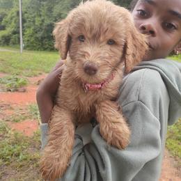 Leeli Wingfeather - Cream female Labradoodle puppy in Rock Island, Tennessee from Harvest Sky Kennels