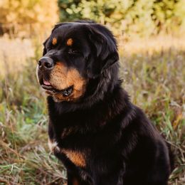 Jaya - Tibetan Mastiff