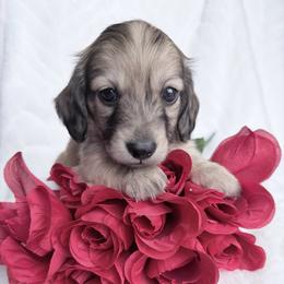 Zeek - Cream male Dachshund puppy in Richmond, Virginia from Irresistible Dachshunds & Cavaliers