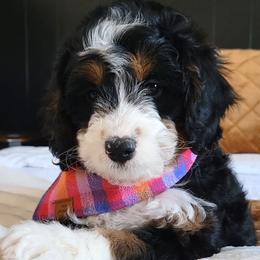 Birdie - Bernedoodle