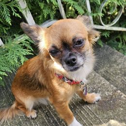 Stella - Chihuahua