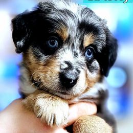 Kristof - Blue merle male Miniature Australian Shepherd puppy in Punta Gorda, Florida from Christie's Creekside Aussies