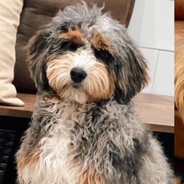 Navy - Aussiedoodle