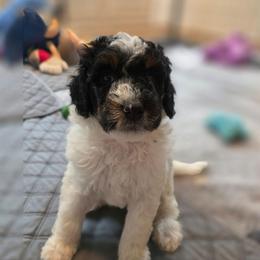 Pumpkin - Tri-color female Bernedoodle puppy in Malden, Illinois from Doting Doodles
