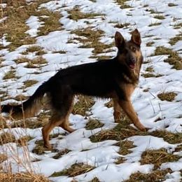 Australian Shepherds and German Shepherds from Lazy A Ranch & Kennels