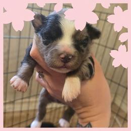 Girl 1 - Blue merle female Australian Shepherd puppy in Lubbock, Texas from Texas Bluebonnet Herders