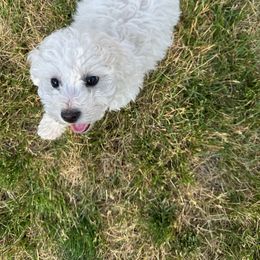 Bichon Frise Puppies from Waterloo Bichons AKC