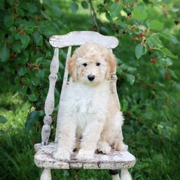 Goldendoodle Puppies from Sac River GoldenDoodles LLC