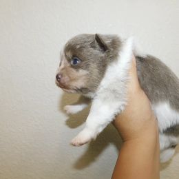 Kronk - Lavender male Pomeranian puppy in Antelope, California from California Pom Paradise