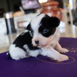 Stormy - Black and white male Havanese puppy in Hamptonville, North Carolina from Alabama Havanese Kennel Tidewater Kennel