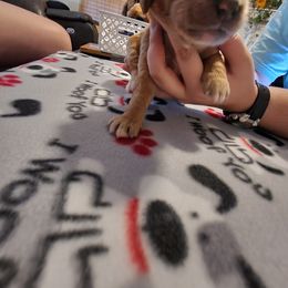 Goldendoodle Puppies from Royale's Goldendoodles