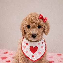 Girl 1 - Red  female Goldendoodle puppy in Metairie, Louisiana from Maggies Goldendoodles of Louisiana