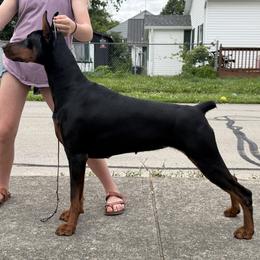 Mila - Black and rust female Doberman Pinscher puppy in Lafayette, Louisiana from Indah Lux Dobermans