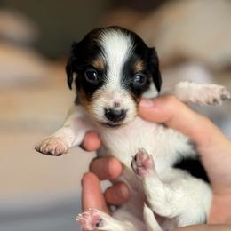 Tiny tiny Black and Tan Piebald- 3500 - Piebald female Dachshund puppy in North Branch, Michigan from Monarch Miniature Dachshunds
