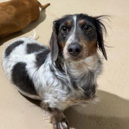 Lola - Dachshund