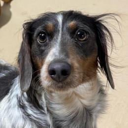 Lola - Dachshund