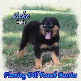 Zeke - Black tri male Miniature Australian Shepherd puppy in Forestburg, Texas from Flaming Dill Ranch Aussies