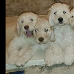 Goldendoodle Puppies from Lesia's Goldendoodles