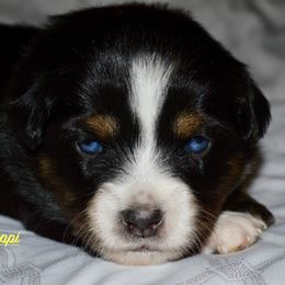Poppi - Black tri Miniature Australian Shepherd puppy in Post Falls, Idaho from Puppy Love Inland Northwest