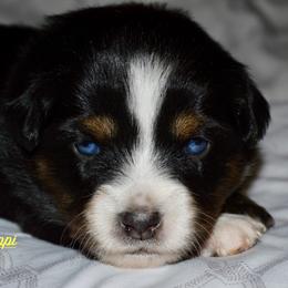 Poppi - Black tri Miniature Australian Shepherd puppy in Post Falls, Idaho from Puppy Love Inland Northwest