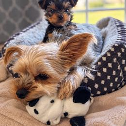 Ace - Chocolate, tan and white male Yorkshire Terrier puppy in Marysville, Washington from Nina