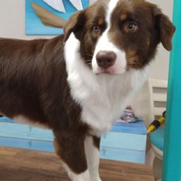 Australian Shepherds and Poodles from Moon Lake Standard Poodles