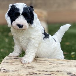 Australian Labradoodle Puppies from Cascade Canyon Labradoodles