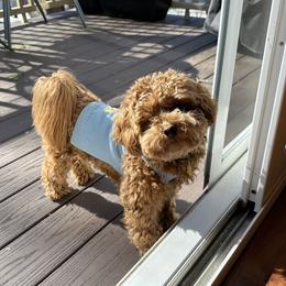 Maltipoo All Grown Up from Minipaws kennel