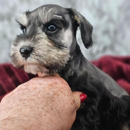 Jagger - Black and silver male Miniature Schnauzer puppy in Panama City, Florida from Emerald Coast Schnauzers
