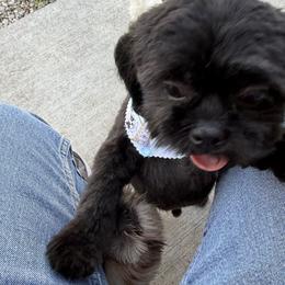 Hansel - Black male Shih Tzu puppy in Marshfield, Missouri from Hillside Loop Kennel LLC