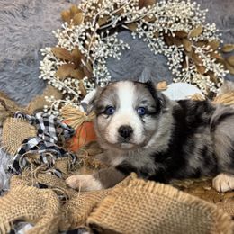 Chromite (Chrome) - Blue merle male Miniature Australian Shepherd puppy in California from Eagle River Aussies