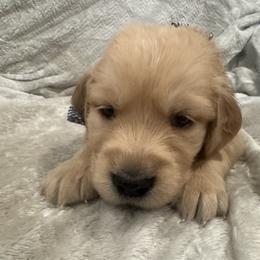 Blitzen:Black collar - Golden male Golden Retriever puppy in Monterey, Tennessee from Lawson’s Green Acres Goldens and Mini Dachshunds