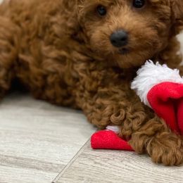 Poodles from Irene's Toy Poodles