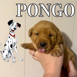PONGO - Yellow male Labrador Retriever puppy in Water Valley, Mississippi from Three Lakes Labs & WHDs