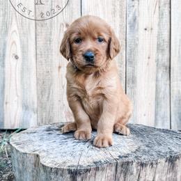 Hiker - dark blue - Dark golden male Golden Retriever puppy in Greeneville, Tennessee from Cultivate Farm